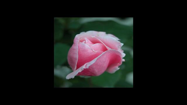 Emily Bronte - A Little Budding Rose