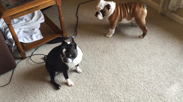 Dog Fight To The Death: English Bulldog Vs Boston Terrier