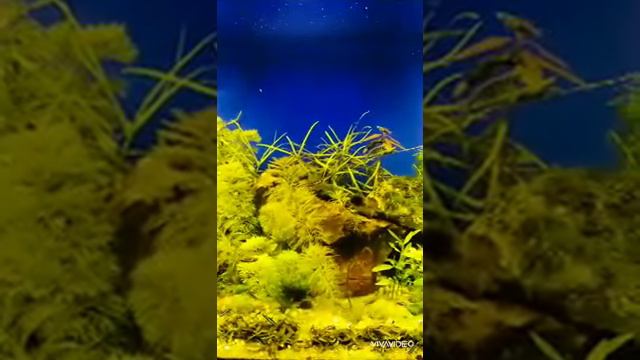 Aquarium200L/аквариум200Л/аквариумные растения/aquarium plants смотреть онлайн