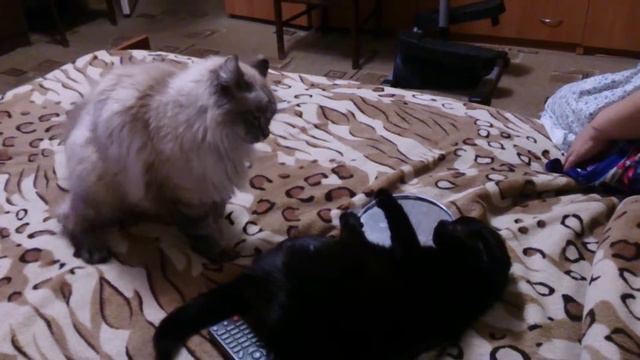 Интелегентно отшлепал смотреть онлайн