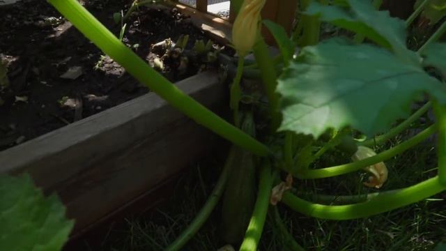 My First Zucchini Haul! These are BIG DADDIES! Garden Harvest with HOLLY WOLF смотреть онлайн