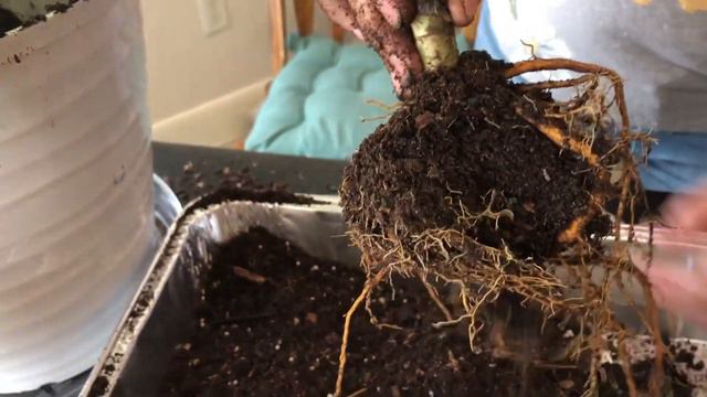 Re Potting Indoor Plants: Hoya Krimson Princess, Alocasia Polly, CornPlant 🌱 from Planter смотреть онлайн