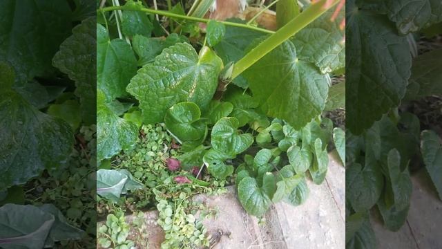 Wish List Plant: Scadoxus multiflorus смотреть онлайн