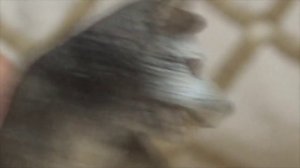 Истории волков 1ep. (Schleich сериал)