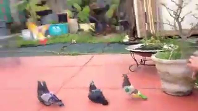 Palomos.deportivo picadero la frontera смотреть онлайн