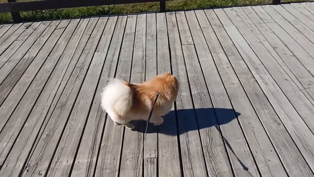 Влог с собакой🐶Провожу свой выходной в Мещерском парке смотреть онлайн