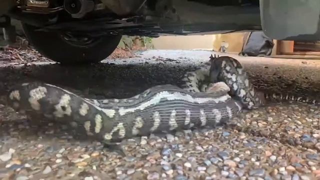 Time-lapse of a carpet python eating a bat смотреть онлайн