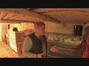 Какие породы перепелов выбрать Описание пород перепелов Плюсы Минусы содержания перепелов