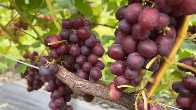 Виноград Юпитер, Пестрый и Полонез-50 в Беларуси (17.09.22) смотреть онлайн