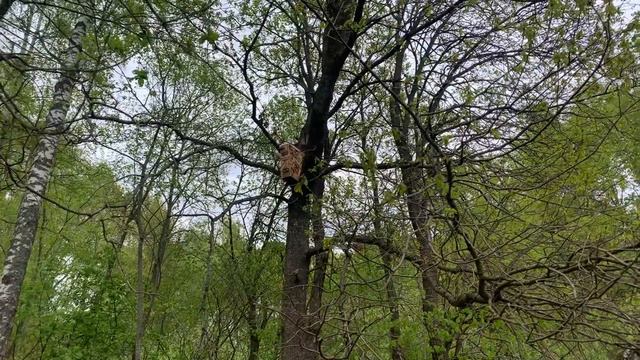 Десятое мая, проверка пчелиных ловушек.Tenth of may, cheking bee traps. смотреть онлайн