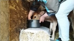 Как легко подоить первотелку доильным аппаратом? Сколько теленок пьёт молока ?