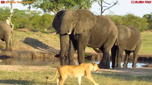 10 Animals That The Lion Doesn't Like To Hunt - When Prey Animals Fights Back!