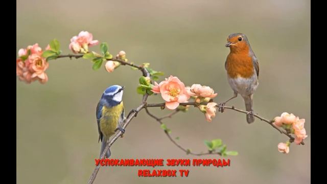 ?ДУЭТ Большой Синицы и Зарянки? Успокаивающие звуки природы RELAXBOX TV ?ПЕНИЕ ПТИЦ ДЛЯ СНА смотреть онлайн