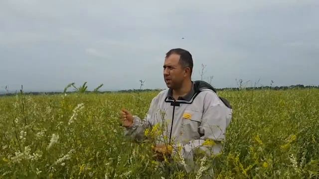 Поле донника рядом с пасекой смотреть онлайн