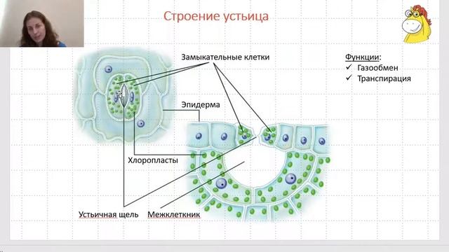Вебинар 1. Ткани растений смотреть онлайн