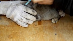 вакцинация кроликов в домашних условиях