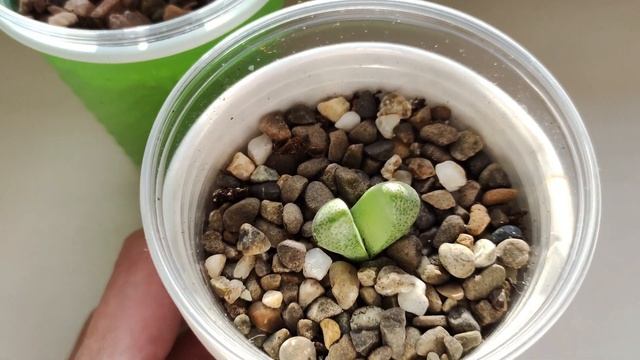 МОИ ЦВЕТОЧНЫЕ НОВИНКИ. ПОПОЛНЕНИЕ КОЛЛЕКЦИИ КОМНАТНЫХ РАСТЕНИЙ. А вам снятся цветы? смотреть онлайн