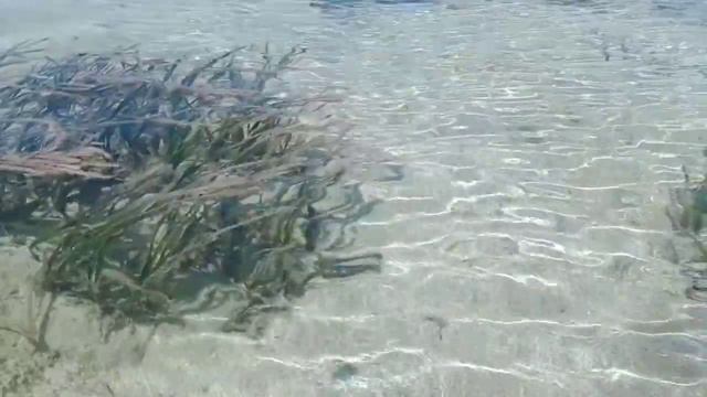 MAG-INGAT SA BAHAG-BAHAG O SEA SNAKE NA ITO SA DAGAT/Danny Rose Abensay