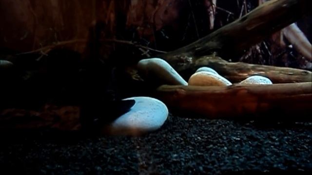 Astronotus ocellatus (13 мес) смотреть онлайн