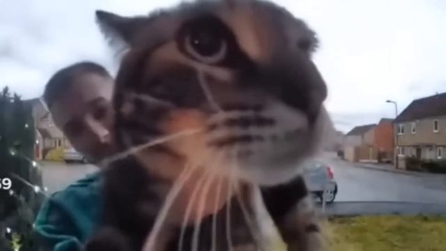 кот мяукает в камеру 1x, 2x, 5x, 10x, 1000000x смотреть онлайн