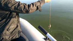 ЛОВЛЯ КАРПА, КАРАСЯ НА КРУЖКИ (карп сходит сума от этой снасти).