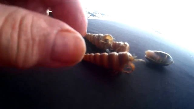 Бага (ГОА). Посещение полудикого пляжа и кафе за рекой Бага. Едим вкуснейшую рыбку. смотреть онлайн