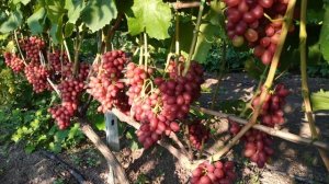 Виноград Богема на 05.08.22р