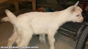 Кормление козлёнка КОРОВЬЕМ молоком!?
