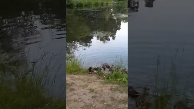 Утиные будни #стрешнево #лето #утки #Москва #ente #summer #nature #park #белыйдень #travel смотреть онлайн