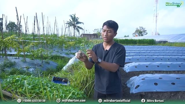 LAKUKAN CARA INI JIKA INGIN BERHASIL | PENANAMAN CABAI YANG BENAR DAN TEPAT смотреть онлайн