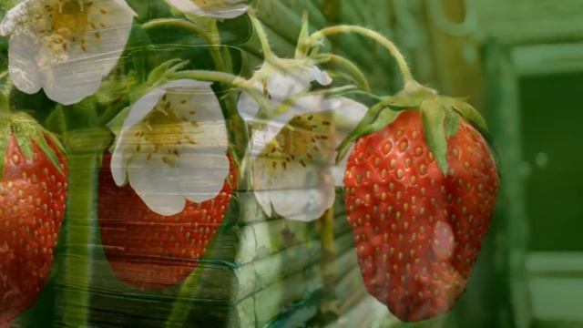 ОШО — Не обязательно выбирать болезнь смотреть онлайн