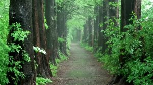 Дождливая лесная тропа, звук свежего воздуха и дождя.