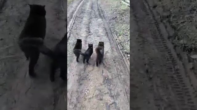 Дедушка и его коты идут на рыбалку часть 1 смотреть онлайн