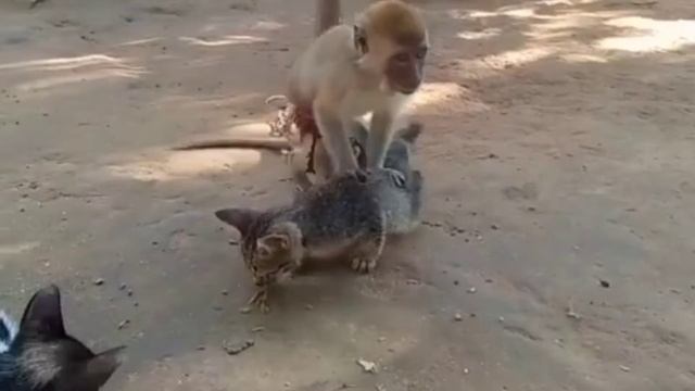 MONYET KAWIN SAMA KUCING SAMPAI KETAGIHAN