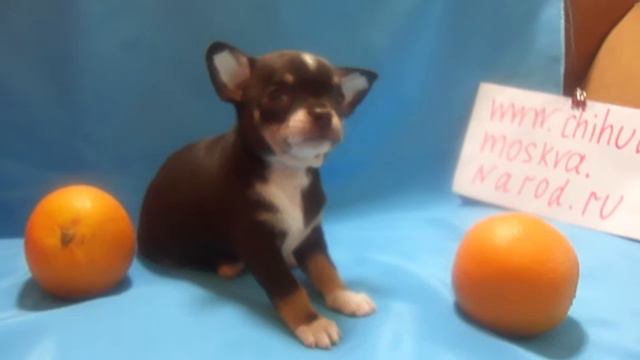 Купить шоколадную чихуахуа смотреть онлайн