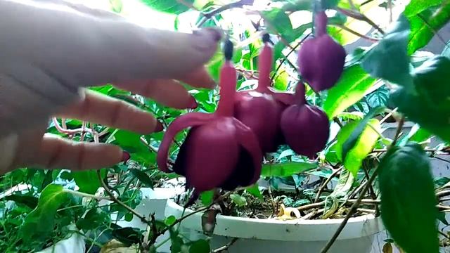 Мои фуксии в феврале. смотреть онлайн