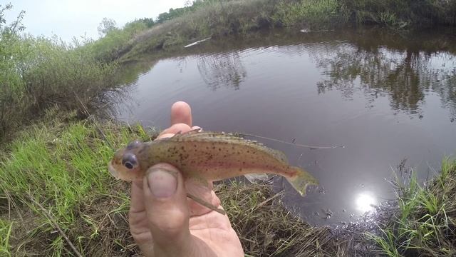 Рыба окунь рыба ёрш рыба плотва и густера, видео rybachil.ru смотреть онлайн