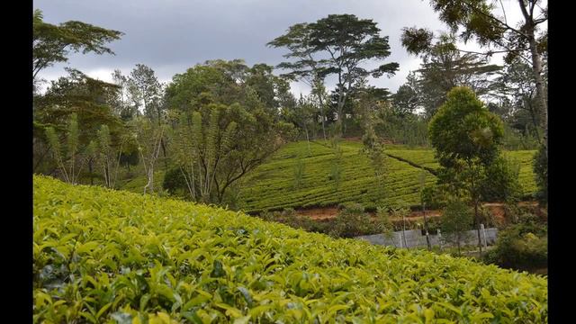 Шри Ланка 2015 (2) смотреть онлайн