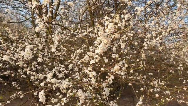 ? Весенние цветы Самые ранние и первые цветы смотреть онлайн