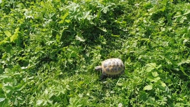 ТРИ #черепахи ГУЛЯЮТ в саду 11 / 09 / 2021 года / А Вы знали как БЫСТРО ходят черепахи ? смотреть онлайн