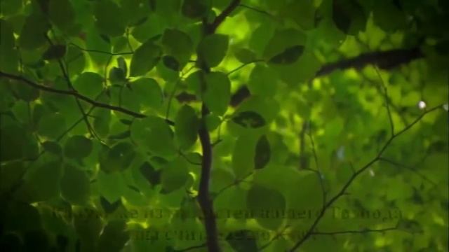 Красивое чтение Корана сура 55 Ар Рахман Милостивый HD смотреть онлайн
