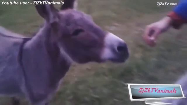 Приколы с животными №25 Fun with animals #25, картинки приколы про кошек смотреть онлайн