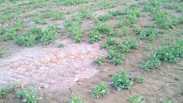 ДО РАПСА 3КМ, ЧТО ДЕЛАТЬ? BEEKEEPING. BEE. ПЧЕЛОВОДСТВО. смотреть онлайн