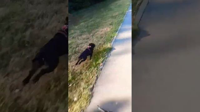 На велосипеде со стаффи. #стаффбуль #бультерьер #булочка #стаффи #элли #staffy #staffie #bike смотреть онлайн