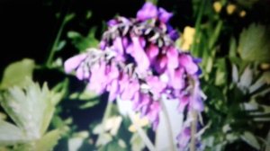 Красный корень: полезные свойства, применение, вред.