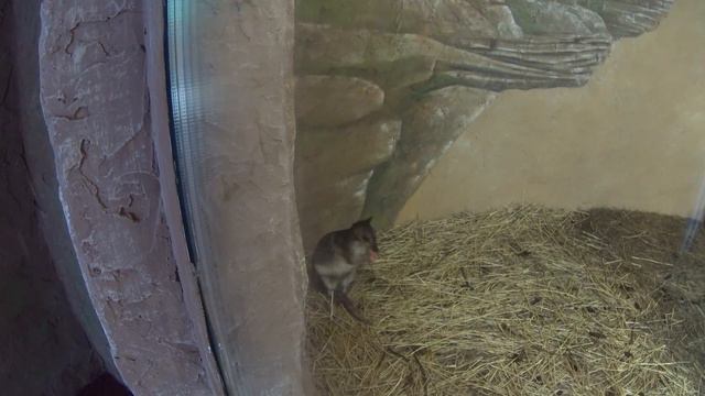 Прогулка в Лимпопо. 500р всего за билет. смотреть онлайн