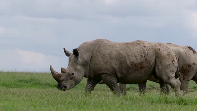 Самые большие животные #animals #biggest #pubgmobile #fortnite смотреть онлайн