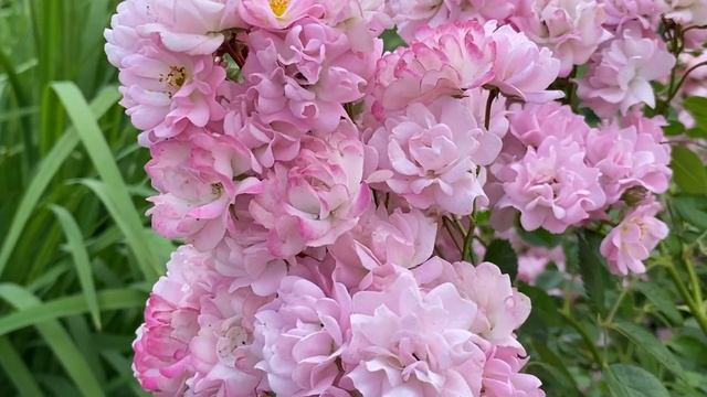 #Мускусныерозы #ХевенлиПинк Из серии - лучшие розы для средней полосы! смотреть онлайн