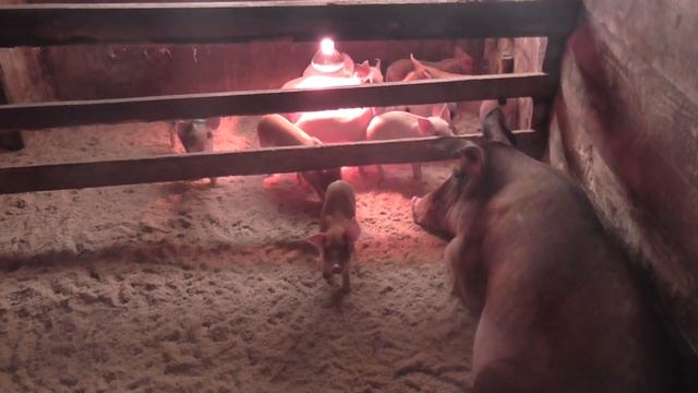 Свиная ферма. Смешные поросята. Pigs. смотреть онлайн