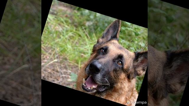 Мухтар смотреть онлайн